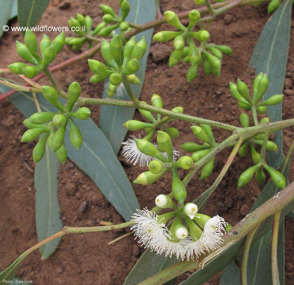 Eucalyptus woollsiana